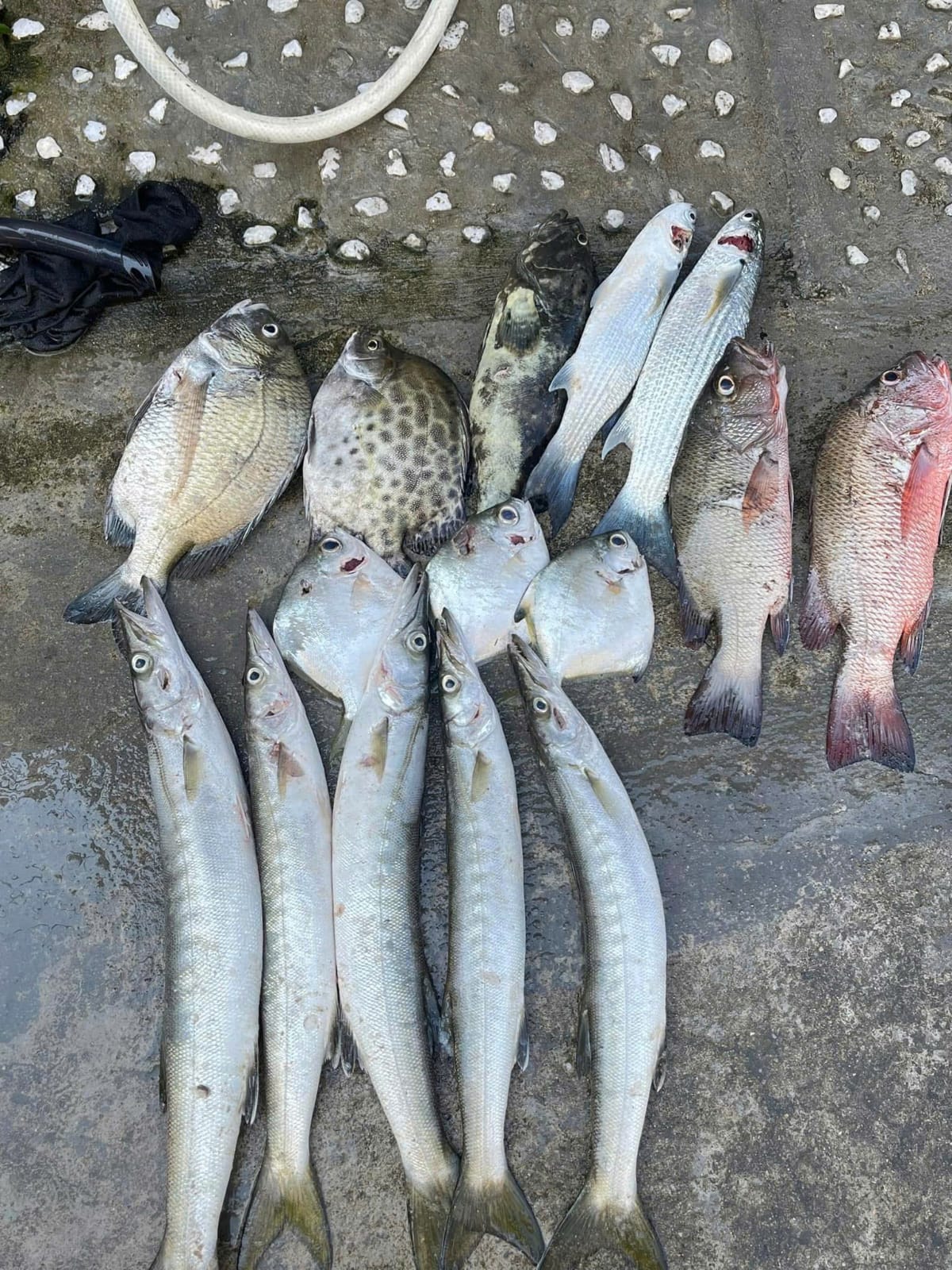 Fresh mixed fish catch from Onion Phi Tours fishing trip